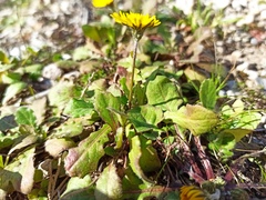 Crepis sancta