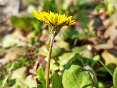 Crepis sancta