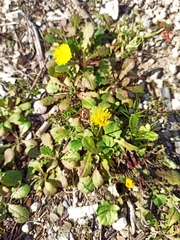 Crepis sancta