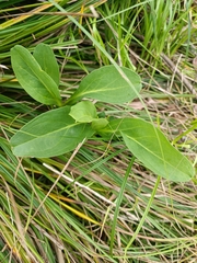 Solidago azorica