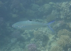 Scomberoides lysan