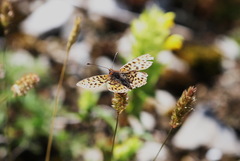Boloria
