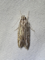 Leistarcha scitissimella
