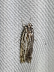 Leistarcha scitissimella