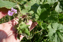 Erodium malacoides