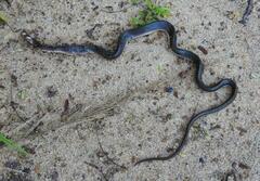 Lycodonomorphus rufulus