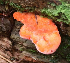 Aurantiporus