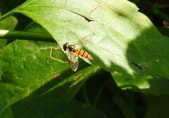 Episyrphus