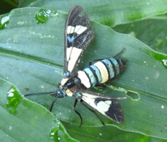Euchromia folletii