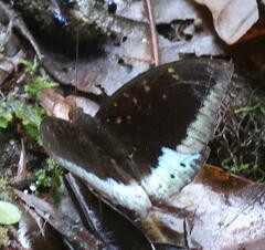 Lexias dirtea