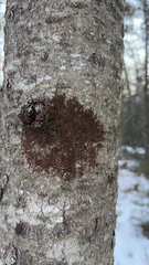 Frullania eboracensis