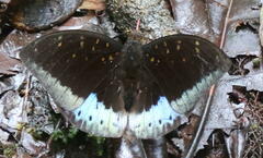 Lexias dirtea