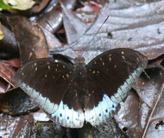 Lexias dirtea