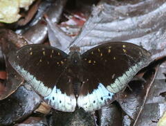 Lexias dirtea