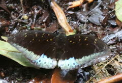 Lexias dirtea