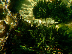 Platycephalus laevigatus