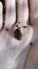 Antrodiaetus roretzi