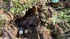 Antrodiaetus roretzi