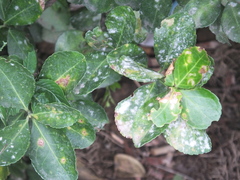 Pseudocercospora destructiva