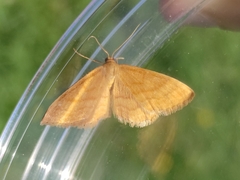 Idaea ochrata