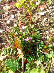 Erodium acaule
