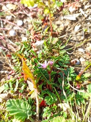 Erodium acaule