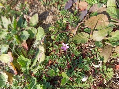 Erodium acaule