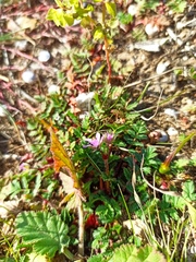 Erodium acaule