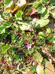 Erodium acaule