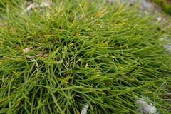 Deschampsia antarctica