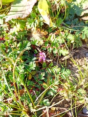 Erodium acaule