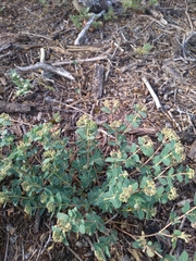 Euphorbia berteroana