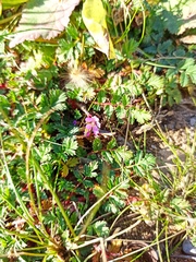 Erodium acaule