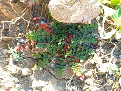 Erodium acaule
