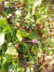 Erodium acaule