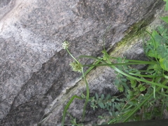 Cyperus nipponicus