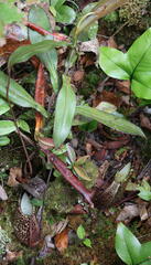 Nepenthes spectabilis