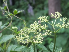 Causonis japonica