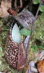 Nepenthes spectabilis