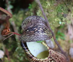 Nepenthes spectabilis