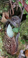 Nepenthes spectabilis