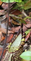 Nepenthes spectabilis