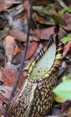 Nepenthes spectabilis