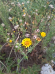 Heterotheca subaxillaris