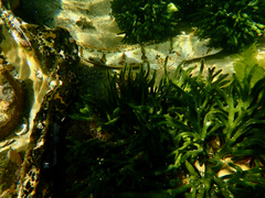 Platycephalus laevigatus