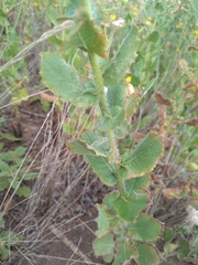 Heterotheca subaxillaris