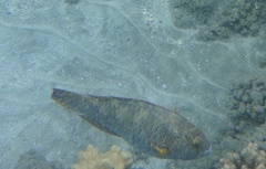 Calotomus viridescens