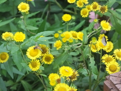 Inula japonica