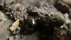 Aphanocephalus hemisphericus