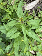 Rorippa indica